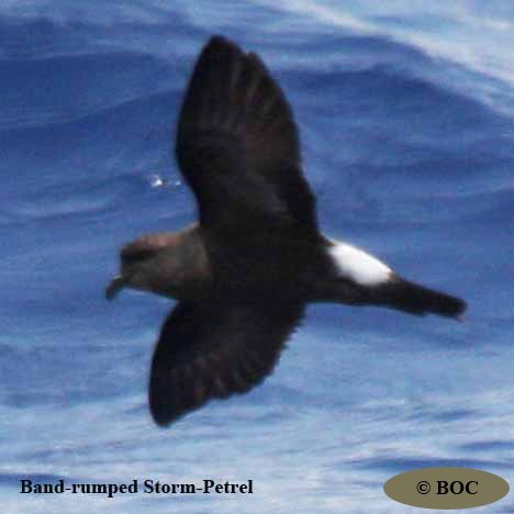 Birds of Cuba