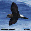 Storm-Petrels