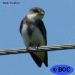 Bank Swallow