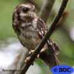 Bare-legged Owl