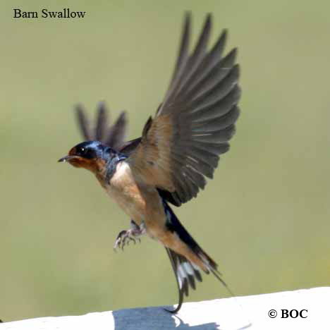 Barn Swallow