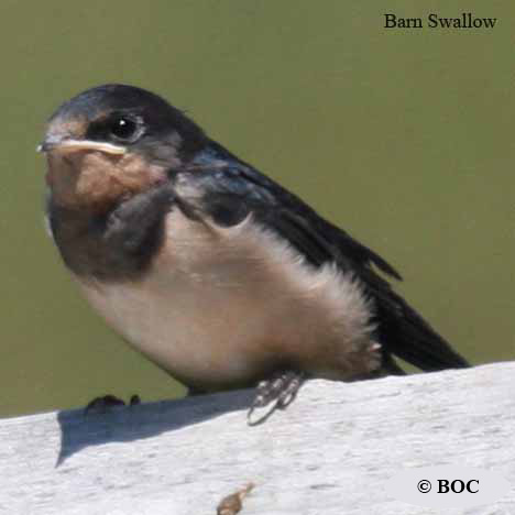 Barn Swallow