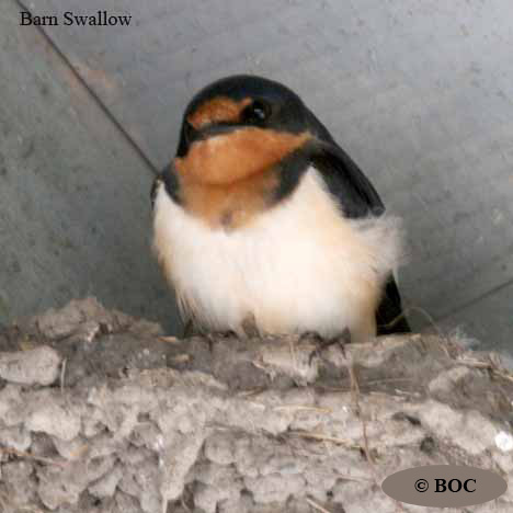 Barn Swallow