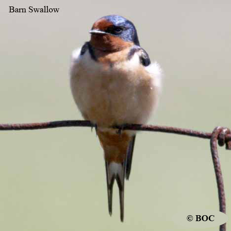 Barn Swallow
