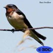 Barn Swallow