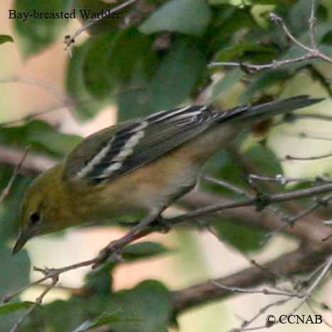 Bay-breasted Warbler