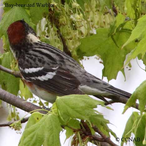 Bay-breasted Warbler