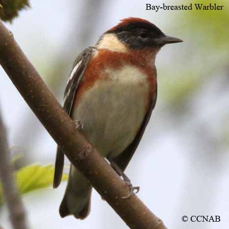 Bay-breasted Warbler