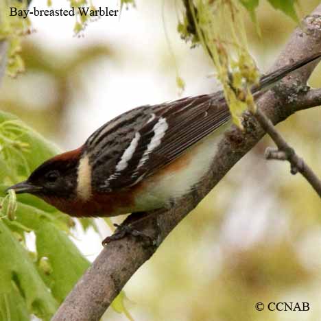 Bay-breasted Warbler