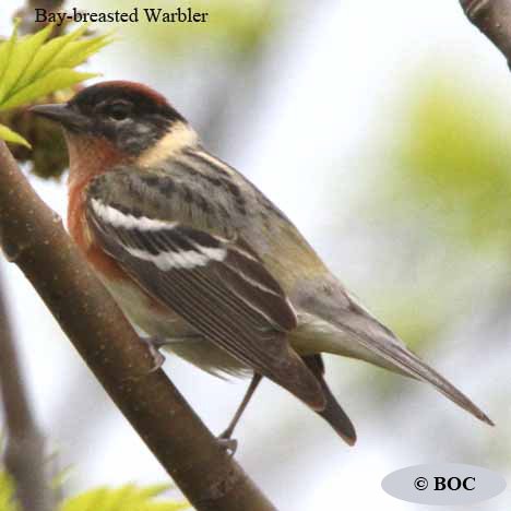Birds of Cuba