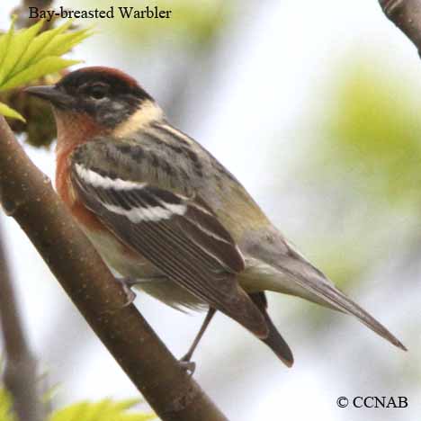 Birds of North America