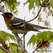 Bay-breasted Warbler