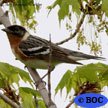 Bay-breasted Warbler