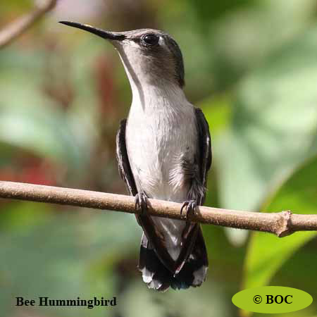 Birds of Cuba