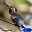 Bee Hummingbird