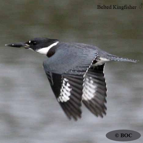 Belted Kingfisher