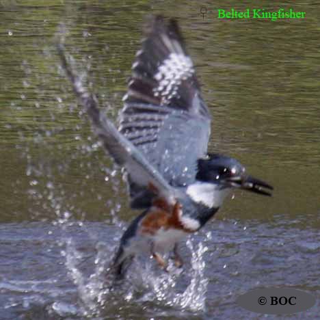 Belted Kingfisher