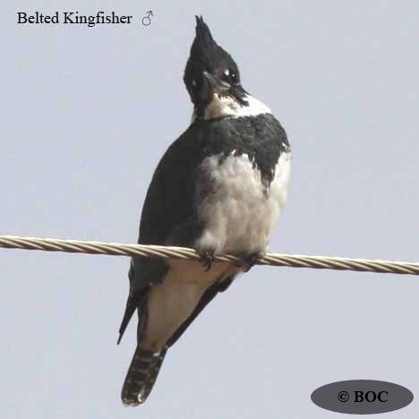 Belted Kingfisher
