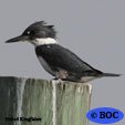 Kingfisher