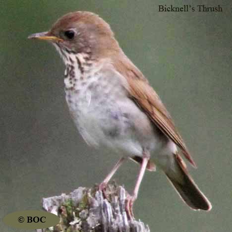 Birds of Cuba