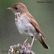 Bicknell's Thrush