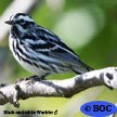 Black-and-white Warbler