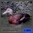 Black-bellied Whistling-Duck
