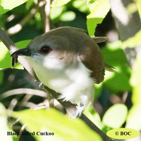 Black-billed Cuckoo