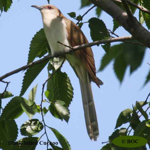 Birds of Cuba