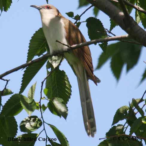 Birds of Cuba