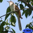 Black-billed Cuckoo