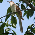 Black-billed Cuckoo