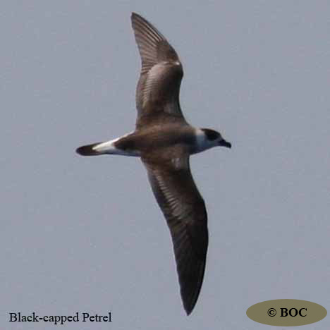 BOC