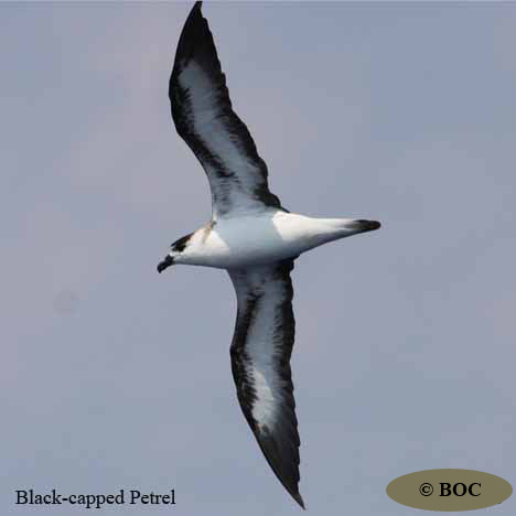 BOC