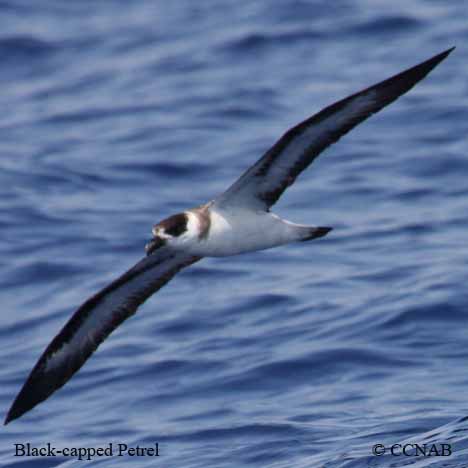 Black-capped Petrel