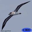 Black-backed Petrel