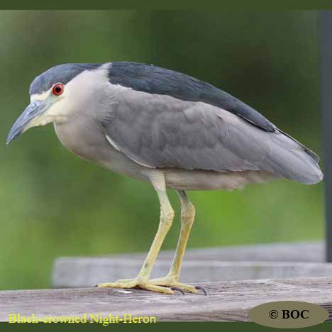 Birds of Cuba