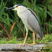 Black-crowned Night-Heron