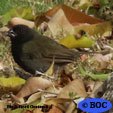 Black-faced Grassquit