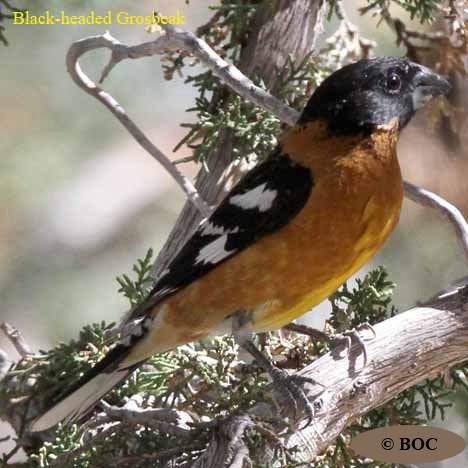 grosbeaks