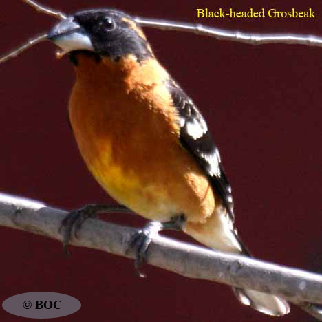 Birds of Cuba