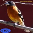Black-headed Grosbeak