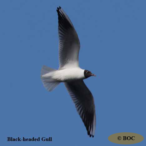 BOC