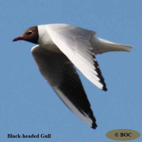 BOC