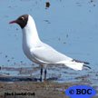 Black-headed Gull