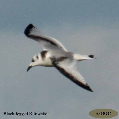 BOC