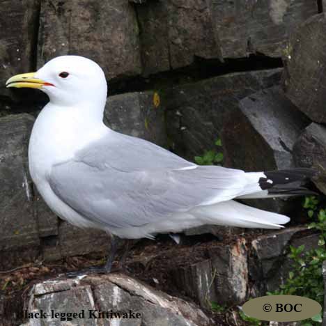 Birds of Cuba