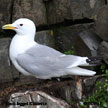 Kittiwake