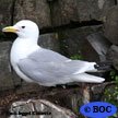 Black-legged Kittiwake
