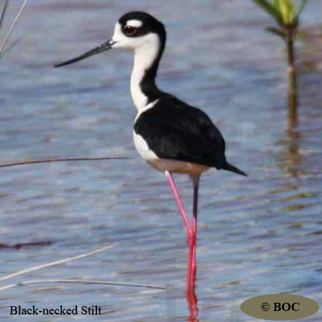 Birds of Cuba